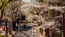 御殿山通り