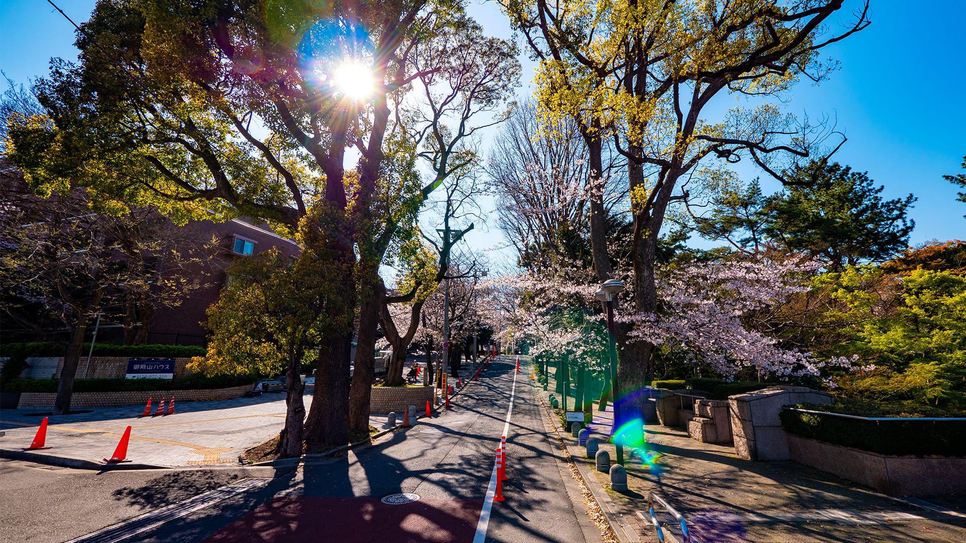 御殿山通り